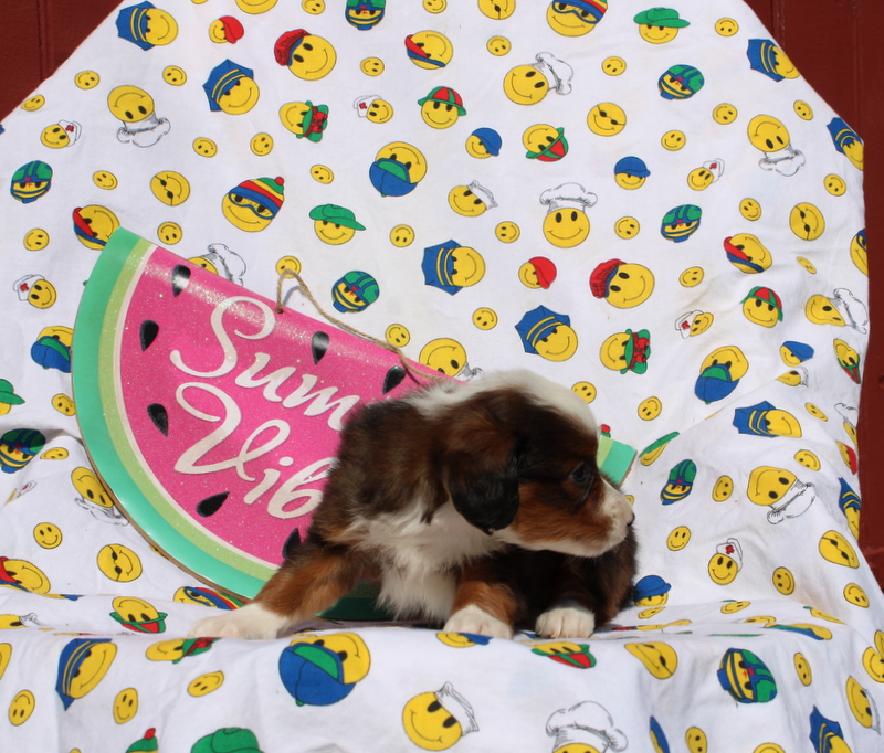 puppy, for, sale, Mini Bernedoodle F2, Matthew B. Stoltzfus, dog, breeder, Gap, PA, dog-breeder, puppy-for-sale, forsale, nearby, find, puppyfind, locator, puppylocator, aca
